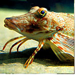 The Coast Gallery at the South Carolina Aquariun