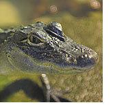 South Carolina Aquariun - The Coastal Plain Gallery