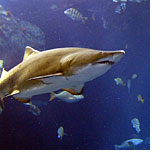 South Carolina Aquariun - The Ocean Gallery