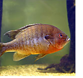 South Carolina Aquariun - The Piedmont Gallery