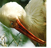 South Carolina Aquariun - The Saltmarsh Gallery