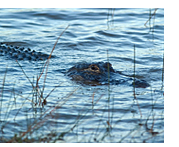 Aligator in Charleston, SC