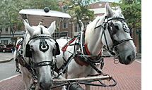 Horse-Drawn Carriage Rides Through Historic Charleston, SC